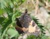 Aglais urticae